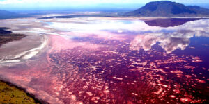 আফ্রিকার এই রক্তবর্ন হ্রদে পা বাড়ালেই বিপদ, নিমেষেই হয়ে যাবেন পাথর!