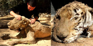 যুদ্ধের দামামায় করুণ পরিণতি,  মমিতেই জীবন্ত এই চিড়িয়াখানা