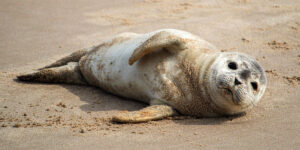 আনন্দে নয়! সিলমাছের হাততালি দেওয়ার কারণ জানলে অবাক হবেন