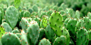 জীবজন্তুর নৃশংস হত্যা আর নয়, চামড়ার বিকল্প এবার ক্যাকটাস