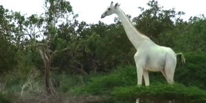 চোরাশিকারিদের হাতে প্রাণ হারালো পৃথিবীর শেষ মহিলা সাদা জিরাফ