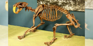 এগারো ইঞ্চির দাঁত! প্রায় দেড় ফুট লম্বা খুলি! এটা কোন প্রাণী?