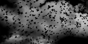 পাখিরাও আত্মহত্যার পথ বেছে নেয়, এই মারণ উৎসবের কথা জানেন কি