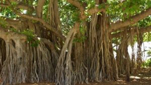 ৪০০ বছরের বটগাছ, কেমন করে কাটতে দেন গ্রামবাসীরা